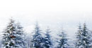 E:Bosque nevado